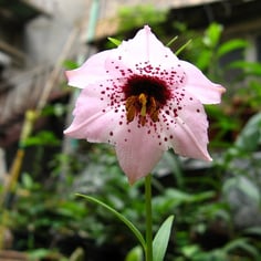 Lilium pardanthinum 2