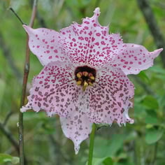 Lilium pardanthinum 3