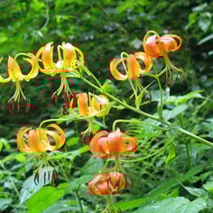 American Spider Lily 2