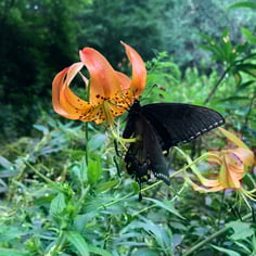 American Spider Lily 3