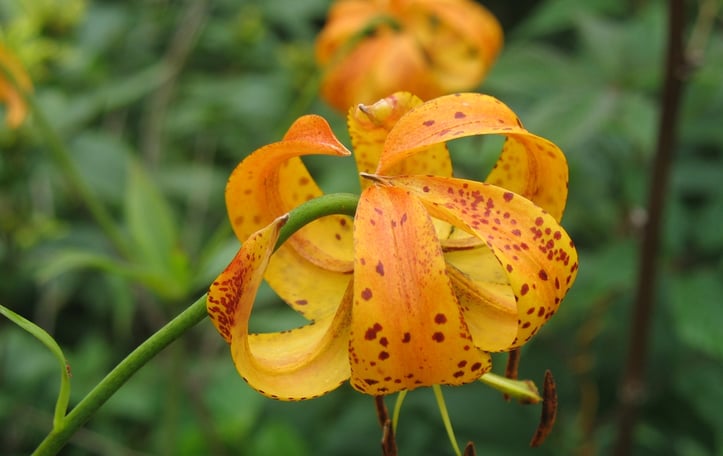 American Spider Lily