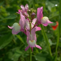 Linaria 2