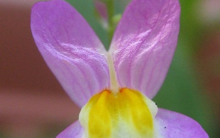 Linaria