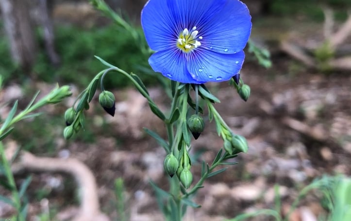 Blue Flax