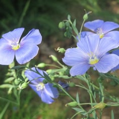 Common Flax 2