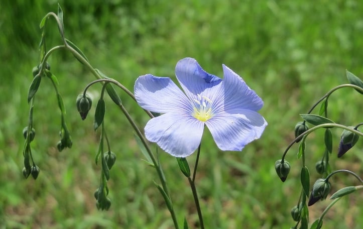 Common Flax