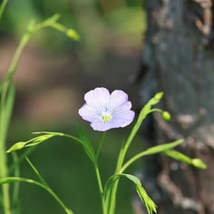 Common Flax 3