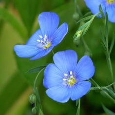 Common Flax 4