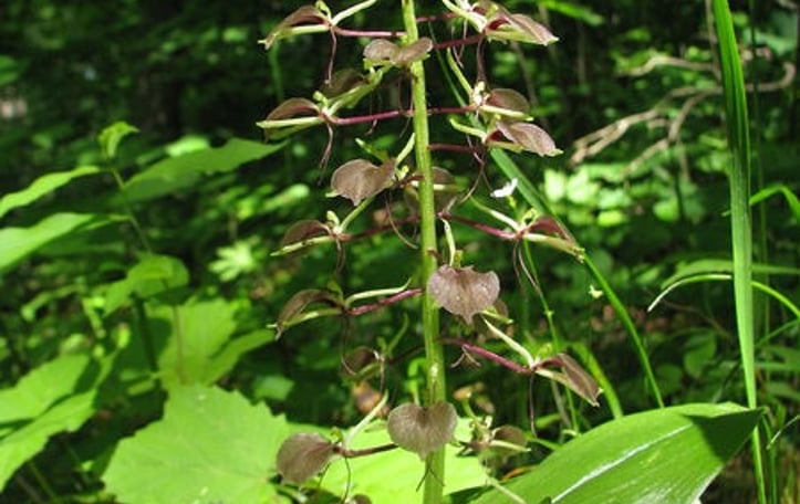 Brown Widelip Orchid