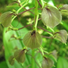 Brown Widelip Orchid 2