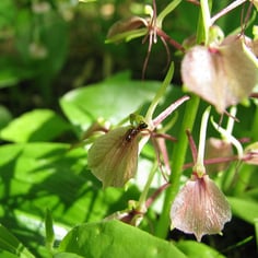 Brown Widelip Orchid 3