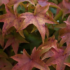 American Sweet Gum 2