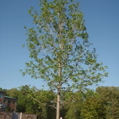 American Sweet Gum 3