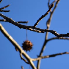 American Sweet Gum 4