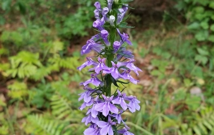 Blue Lobelia