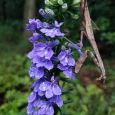 Blue Lobelia 3