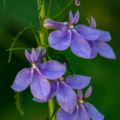 Blue Lobelia 2