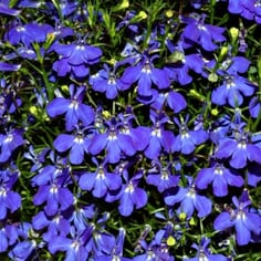 Edging lobelia 2