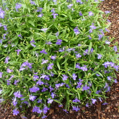 Edging lobelia 3