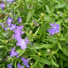 Edging lobelia 4