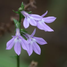 Blue Lobelia 2