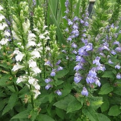 Blue Cardinal Flower 3