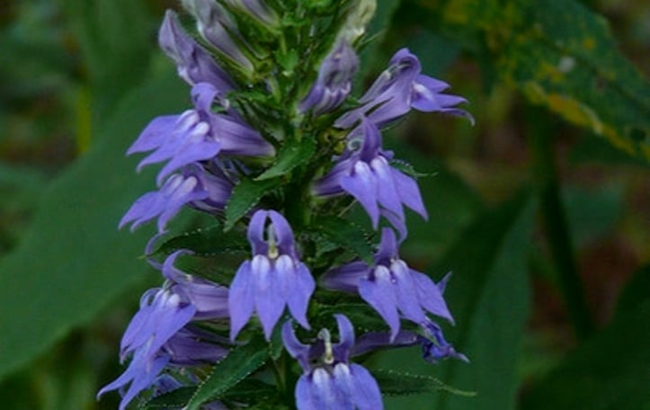 Blue Cardinal Flower
