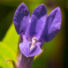 Blue Cardinal Flower 2