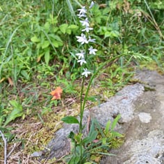 Pale-spiked Lobelia 3