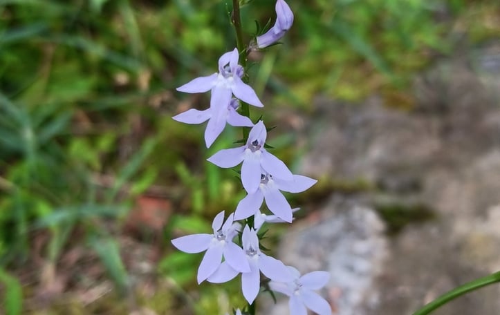 Pale-spiked Lobelia