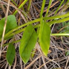Pale-spiked Lobelia 2