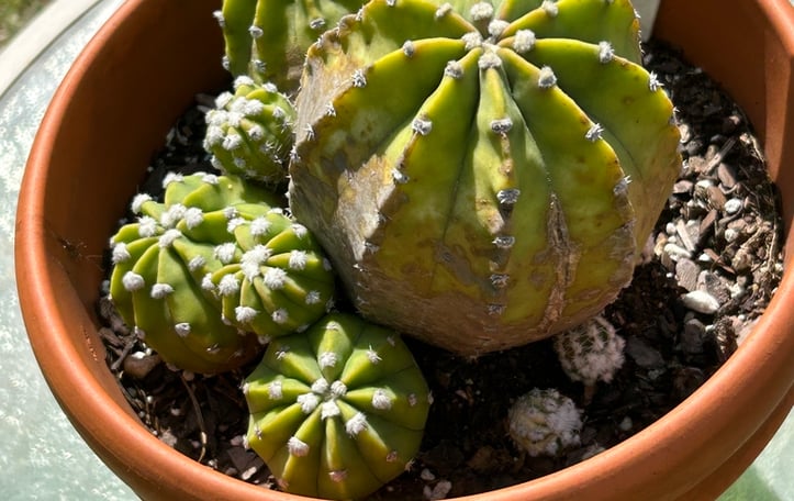 Dominos Easter Lily Cactus