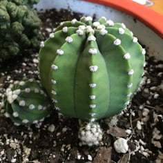 Dominos Easter Lily Cactus 2