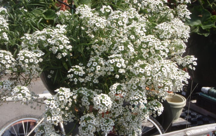 Snow Princess Alyssum