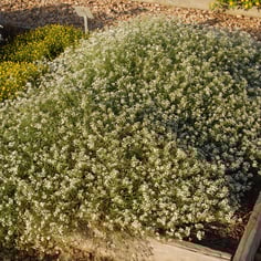 Snow Princess Alyssum 2