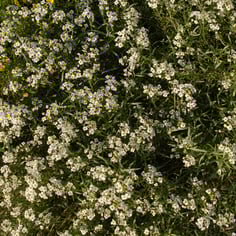 Snow Princess Alyssum 3