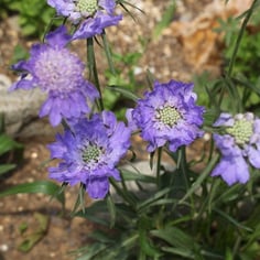 Perennial Scabious 3