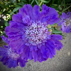 Perennial Scabious 2