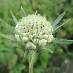 Perennial Scabious 4