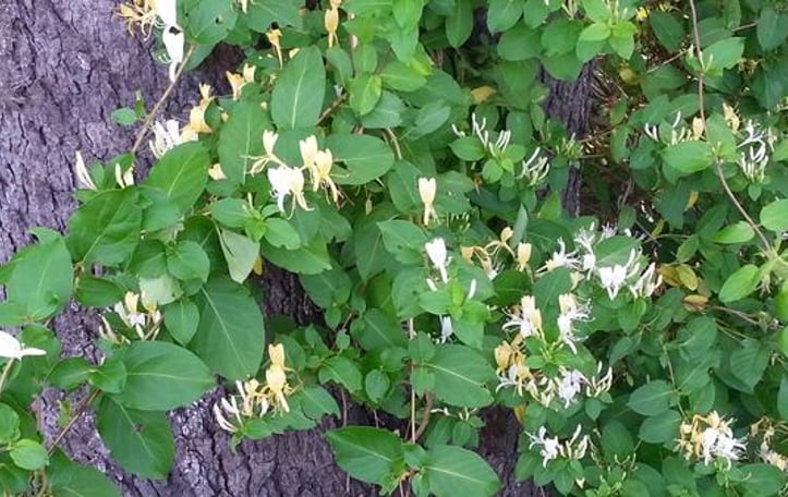 Chinese Honeysuckle