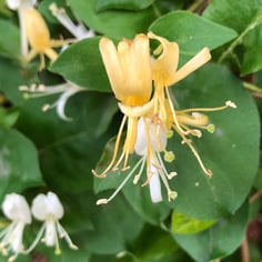 Chinese Honeysuckle 2