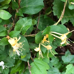 Chinese Honeysuckle 3