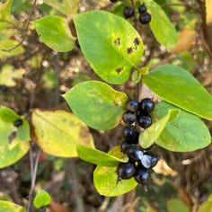 Chinese Honeysuckle 4