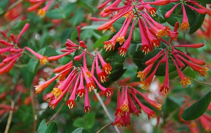 Coral Honeysuckle