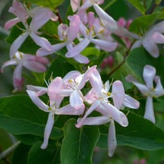 Tatarian Honeysuckle 4