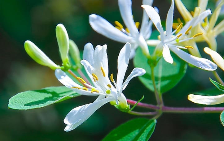Tatarian Honeysuckle
