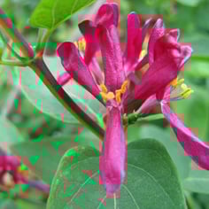 Tatarian Honeysuckle 3