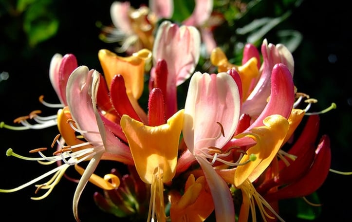 Everblooming Honeysuckle