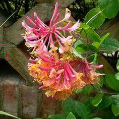 Everblooming Honeysuckle 3