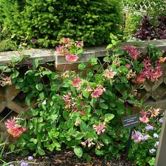 Everblooming Honeysuckle 4